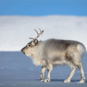 Svalbard reindeer