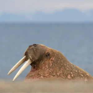 Walrus