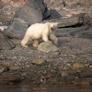 polar bear